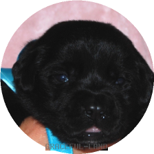 男の子(ブルー母犬エメラルド)